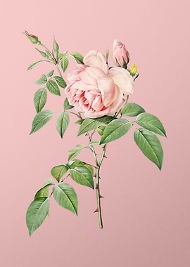 Blooming Fragrant Rosebush