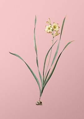 Gladiolus Lineatus on Pink