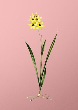 Ixia Fusco Citrina on Pink