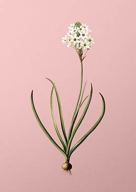 Arabian Starflower on Pink