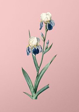 Elder Scented Iris on Pink