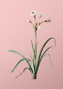 Crytanthus Vittatus on PIn