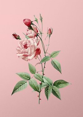 Common Rose of India