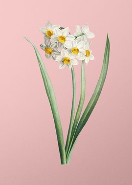Narcissus Easter Flower