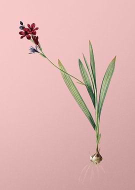 Gladiolus Mucronatus