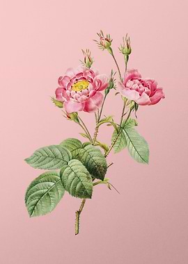 Anemone Centuries Rose