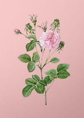 Blooming Pink Agatha Rose