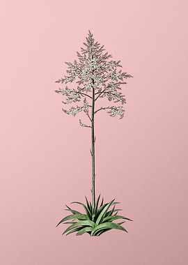 Giant Cabuya on Pink