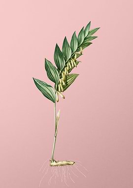 Angular Solomons Seal Pink