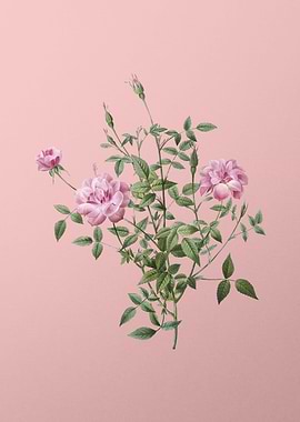 Blooming Dwarf Rosebush