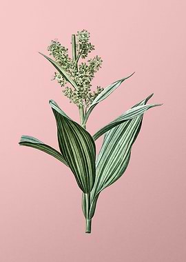 False Helleborine on Pink