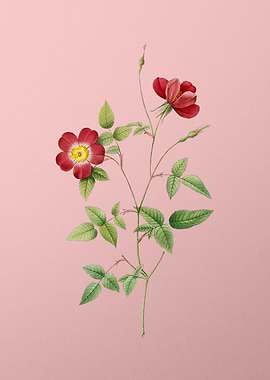 Indica Stelligera Rose