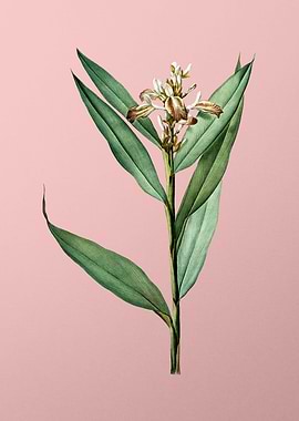 Globba Erecta on Pink