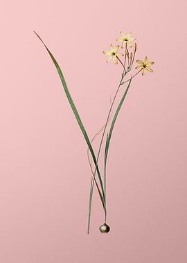 Ixia Longiflora on Pink