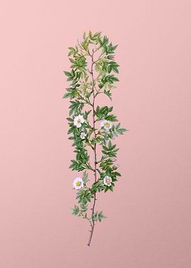 Blooming Cuspidate Rose