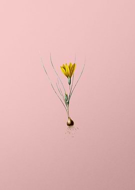 Ixia Filifolia on Pink