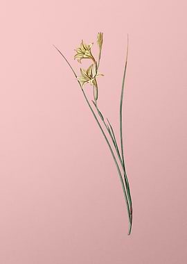 Gladiolus Flower on Pink