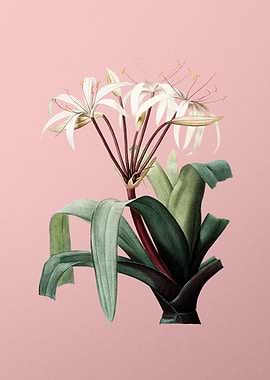 Crinum Erubescens on Pink