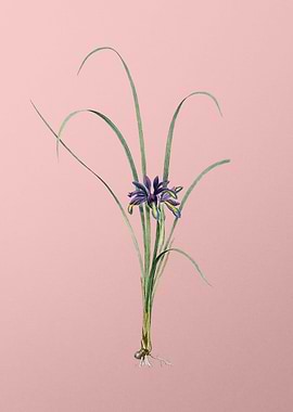 Grass Leaved Iris on Pink