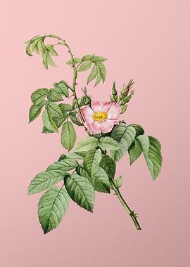 Blooming Apple Rose Pink