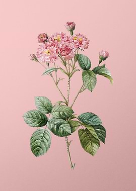 Vintage Pink Rosebush