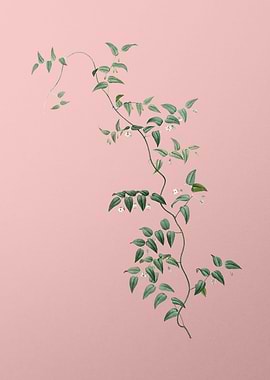 Bridal Creeper on Pink