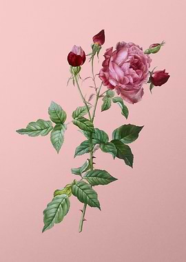 Blooming Provence Rose