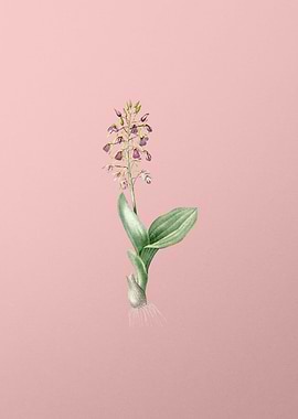 Brown Widelip Orchid