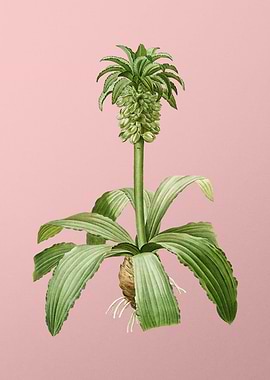 Eucomis Regia on Pink