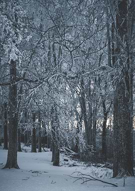 Frozen Winter Trees
