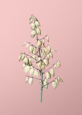 Adams Needle on Pink