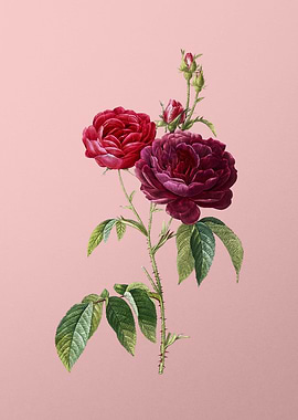 Blooming Purple Roses