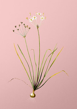 Allium Straitum on Pink