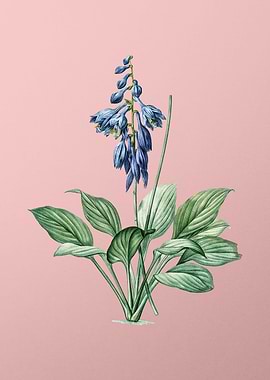 Daylily Flowers on Pink