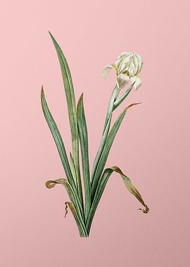 Crimean Iris on Pink