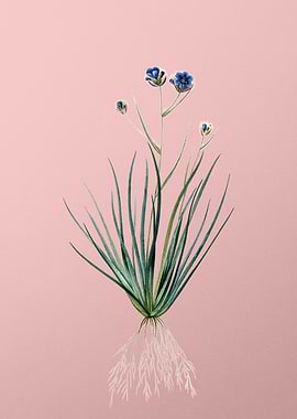 Blue Corn Lily on Pink