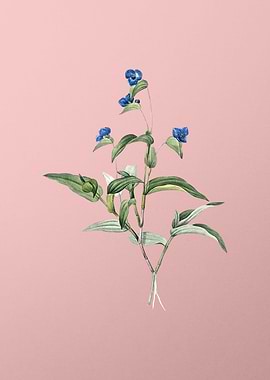 Blue Spiderwort on Pink