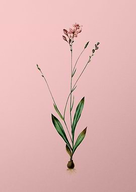 Gladiolus Junceus on Pink