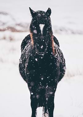 Horse in snow