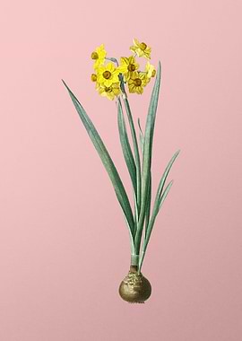 Daffodil Flowers on Pink