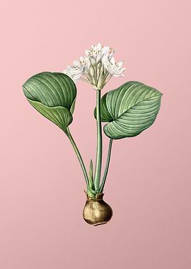 Cardwell Lily on Pink