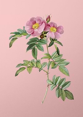 Blooming Rosa Lucida Pink