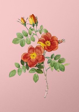 Austrian Briar Rose Pink