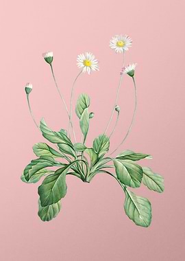 Blooming Daisy Flowers