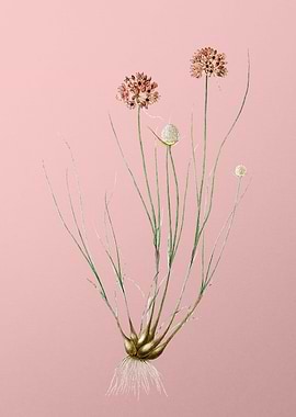Allium Globosum on Pink