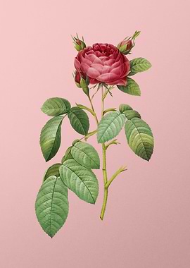 Red Gallic Rose on Pink