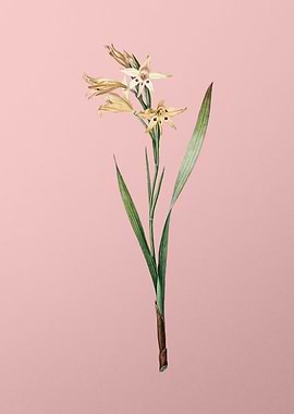 Gladiolus Cuspidatus