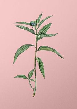 Dayflower Flower on Pink