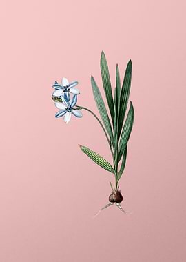 Gladiolus Plicatus on Pink