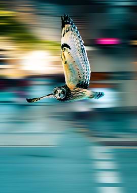 flying owl